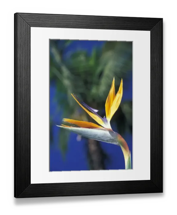 Framed Print : N. A. USA, Hawaii, Maui Bird of Paradise flower and Palm tree Framed Print : N. A. USA, Hawaii, Maui Bird of Paradise flower and Palm tree