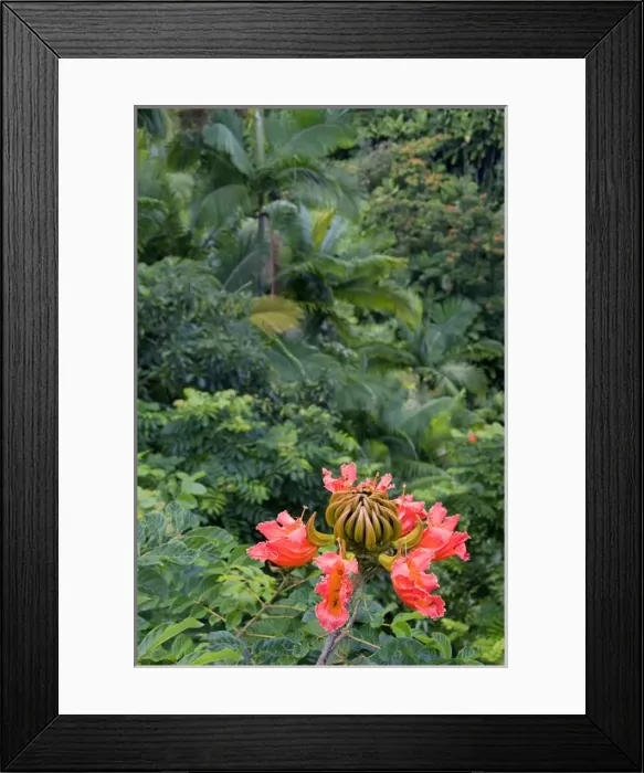 Framed Print : The flower of an African Tulip Tree in a tropical rainforest near Hilo on the Big Framed Print : The flower of an African Tulip Tree in a tropical rainforest near Hilo on the Big