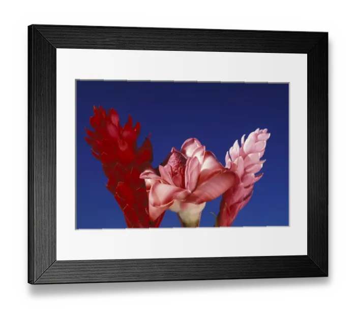 Framed Print : N. A. USA, Hawaii, Maui Ginger flowers Framed Print : N. A. USA, Hawaii, Maui Ginger flowers