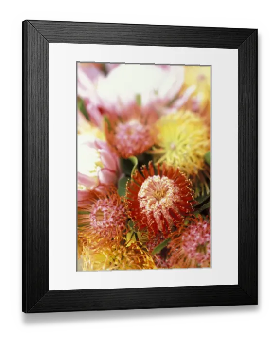 Framed Print : USA, Hawaii, Maui Protea display Framed Print : USA, Hawaii, Maui Protea display