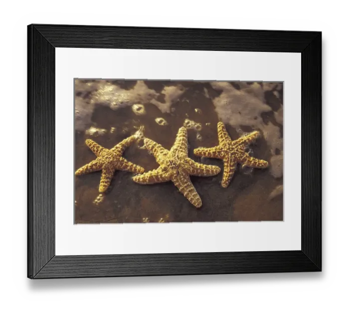 Framed Print : USA, Hawaii, Maui, Maui, Kihei Starfish and surf at sunset Framed Print : USA, Hawaii, Maui, Maui, Kihei Starfish and surf at sunset