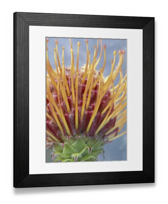 Framed Print : USA, Hawaii, Maui Protea closeup Framed Print : USA, Hawaii, Maui Protea closeup