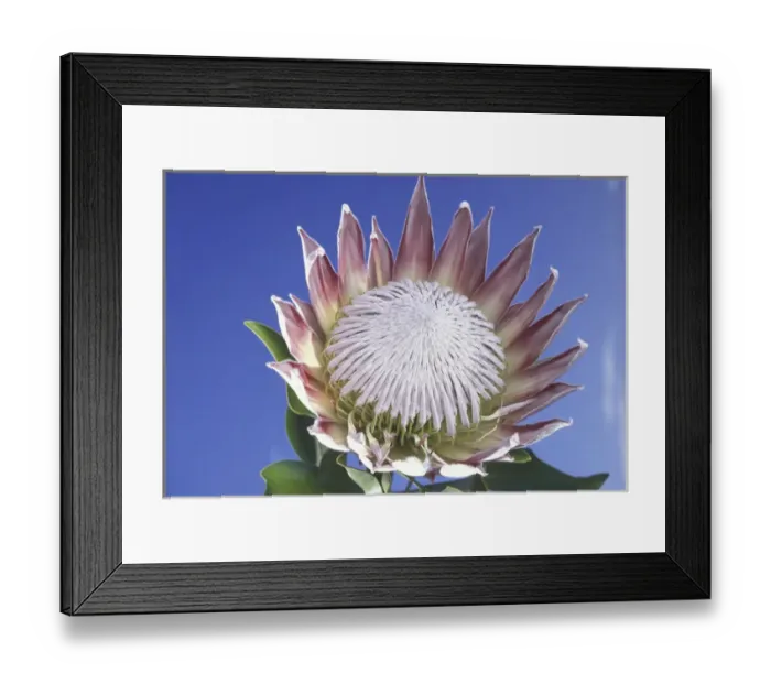 Framed Print : USA, Hawaii, Maui King Protea against a blue sky