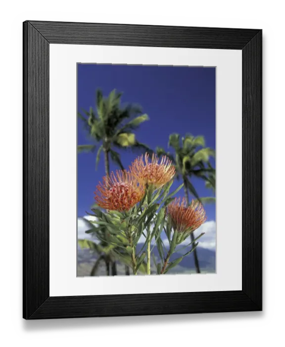 Framed Print : USA, Hawaii, Maui Protea and palms Framed Print : USA, Hawaii, Maui Protea and palms