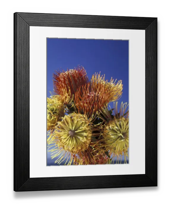 Framed Print : USA, Hawaii, Maui Protea group against a blue sky Framed Print : USA, Hawaii, Maui Protea group against a blue sky