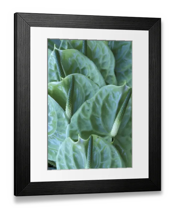 Framed Print : USA, Hawaii, Maui Green-colored hybrid anthuriums midori Framed Print : USA, Hawaii, Maui Green-colored hybrid anthuriums midori