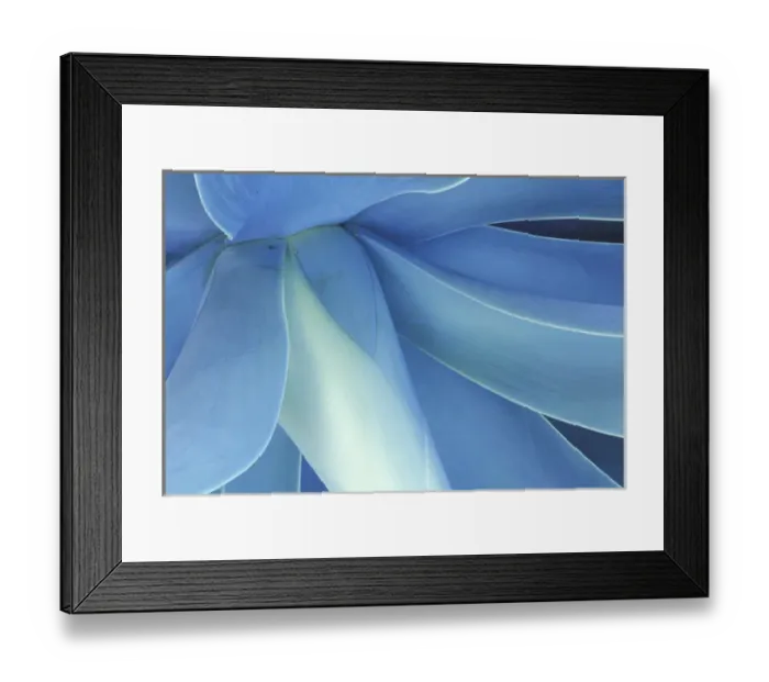Framed Print : USA, Hawaii, Maui Agave in high country of Maui