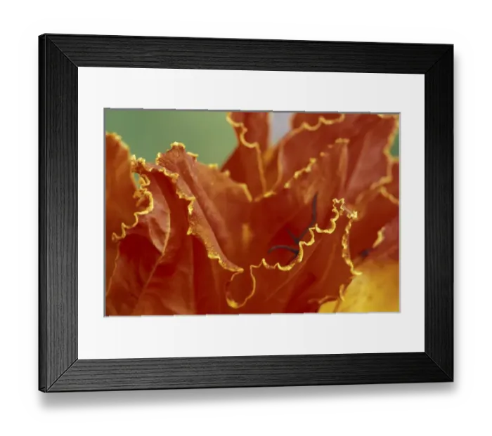 Framed Print : USA, Hawaii, Maui Afrifcan tulip tree (Spathodea campanulata)