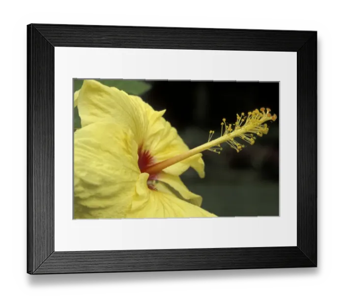 Framed Print : USA, Hawaii, Maui Hibiscus Framed Print : USA, Hawaii, Maui Hibiscus