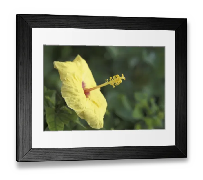 Framed Print : USA, Hawaii, Maui Hibiscus