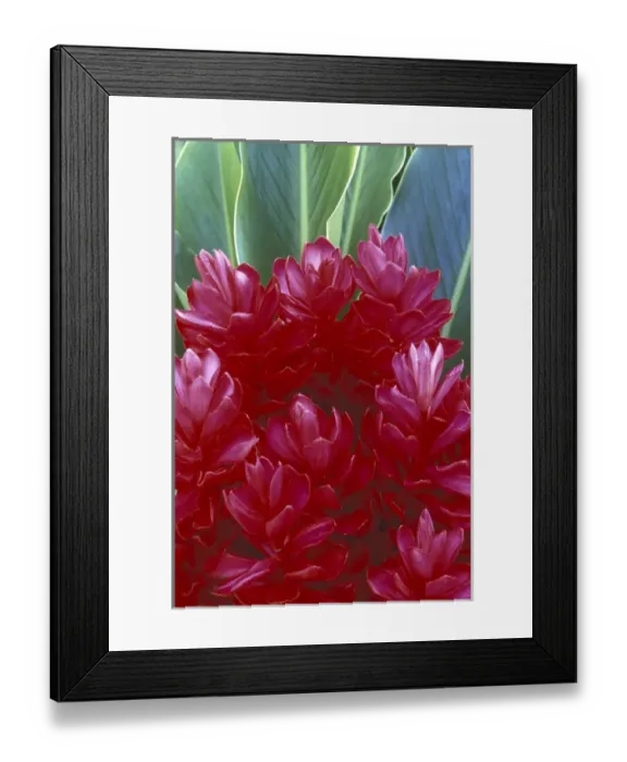 Framed Print : USA, Hawaii, Maui Red ginger (Alpinia purpurata)