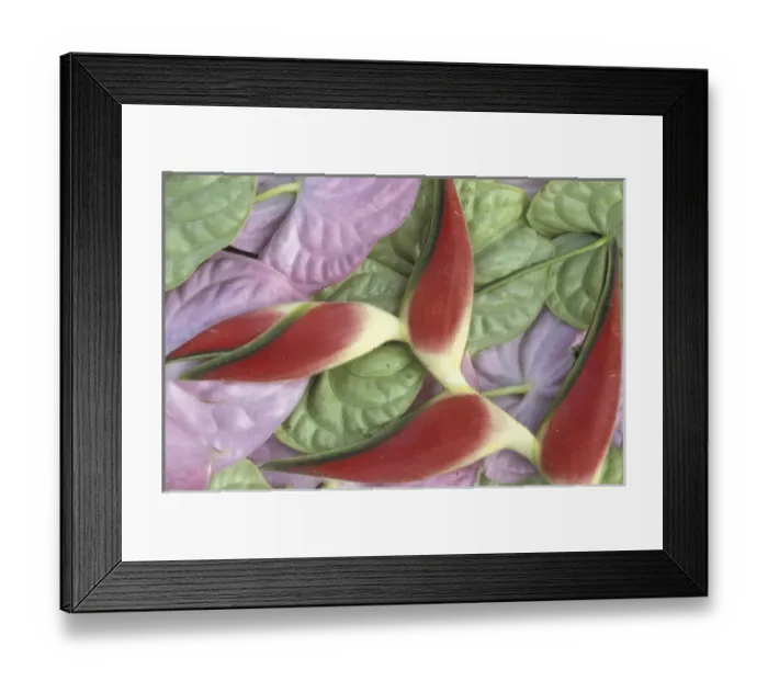 Framed Print : USA, Hawaii, Maui Heliconias on anthurum Framed Print : USA, Hawaii, Maui Heliconias on anthurum