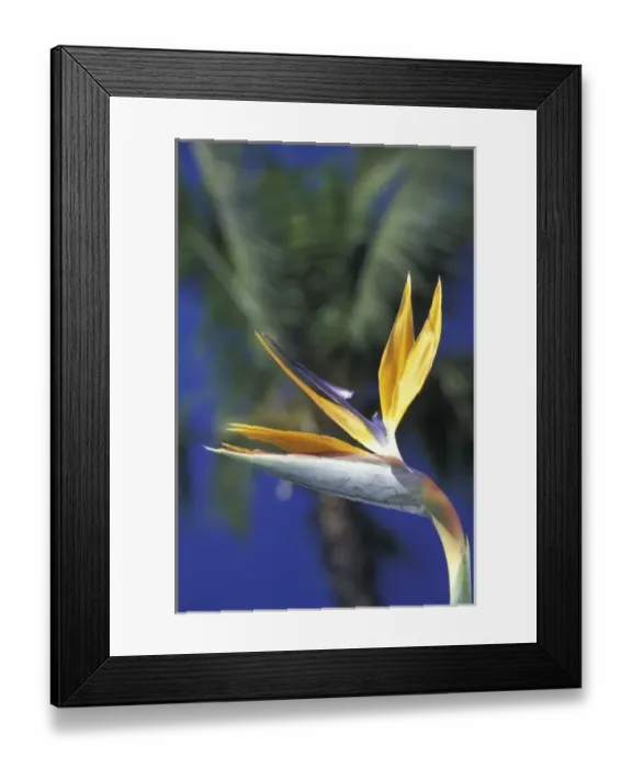 Framed Print : USA, Hawaii, Maui Bird of paradise and palm trees Framed Print : USA, Hawaii, Maui Bird of paradise and palm trees
