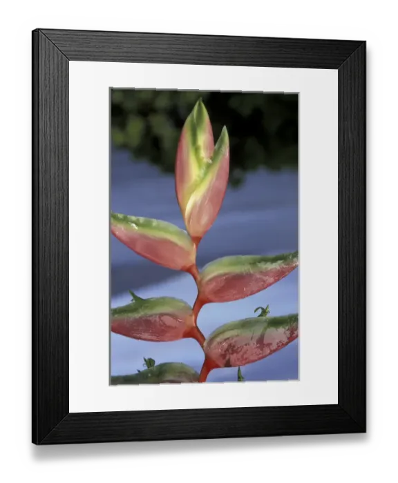 Framed Print : USA, Hawaii, Maui Heliconia Sexy Pink (Heliconia chartacea) Framed Print : USA, Hawaii, Maui Heliconia Sexy Pink (Heliconia chartacea)