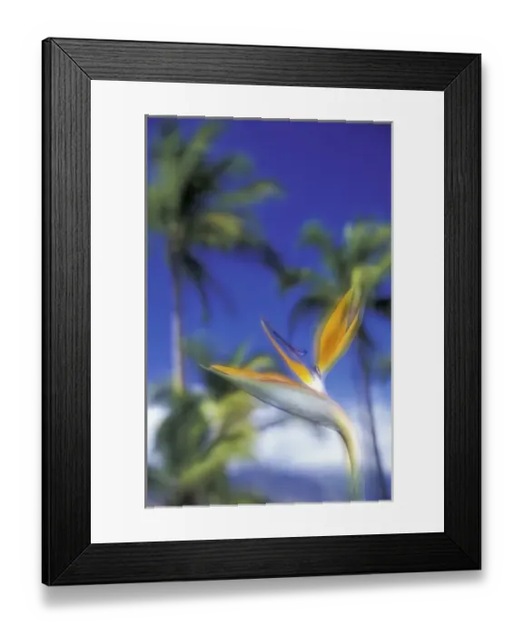 Framed Print : USA, Hawaii, Maui Bird of paradise and palm trees