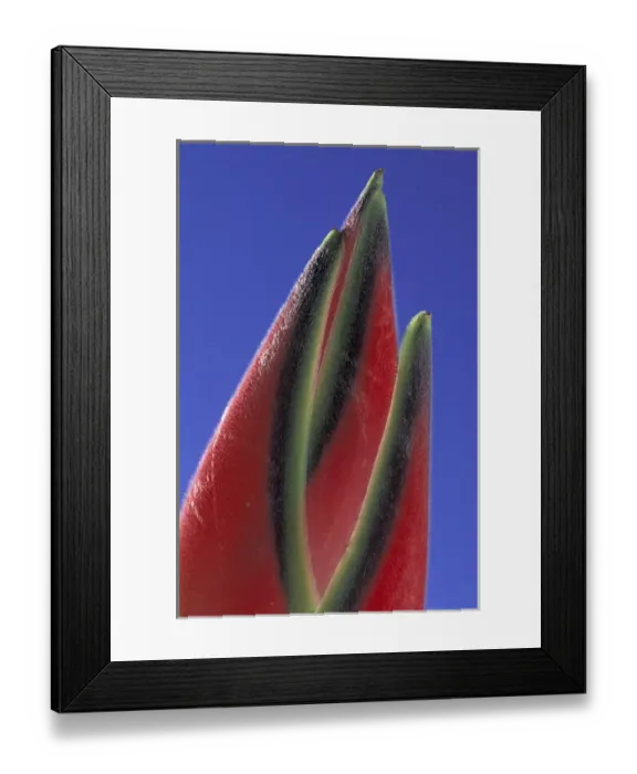Framed Print : USA, Hawaii, Maui Heliconias against blue sky Framed Print : USA, Hawaii, Maui Heliconias against blue sky