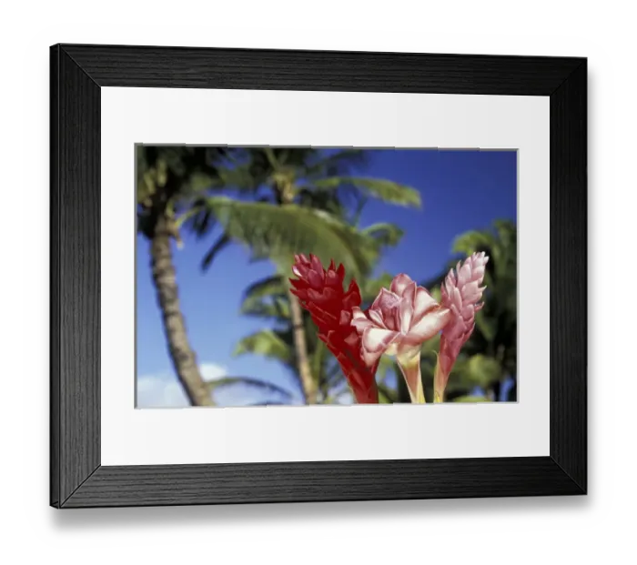 Framed Print : USA, Hawaii, Maui Trio of giner and palm trees