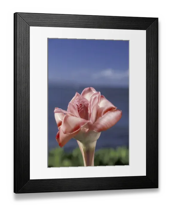 Framed Print : USA, Hawaii, Maui Torch ginger (Etlingera elatior) and blue sky Framed Print : USA, Hawaii, Maui Torch ginger (Etlingera elatior) and blue sky
