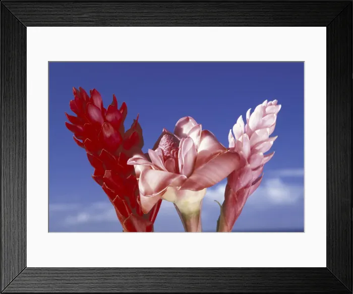 Framed Print : USA, Hawaii, Maui Ginger trio against blue sky