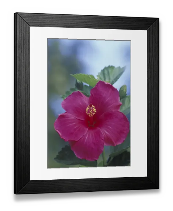 Framed Print : USA, Hawaii, Maui Hibiscus Framed Print : USA, Hawaii, Maui Hibiscus