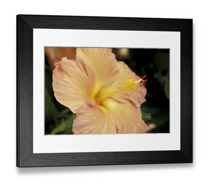 Framed Print : USA, Hawaii, Maui Hibiscus Framed Print : USA, Hawaii, Maui Hibiscus