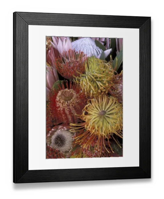 Framed Print : USA, Hawaii, Maui Protea display Framed Print : USA, Hawaii, Maui Protea display