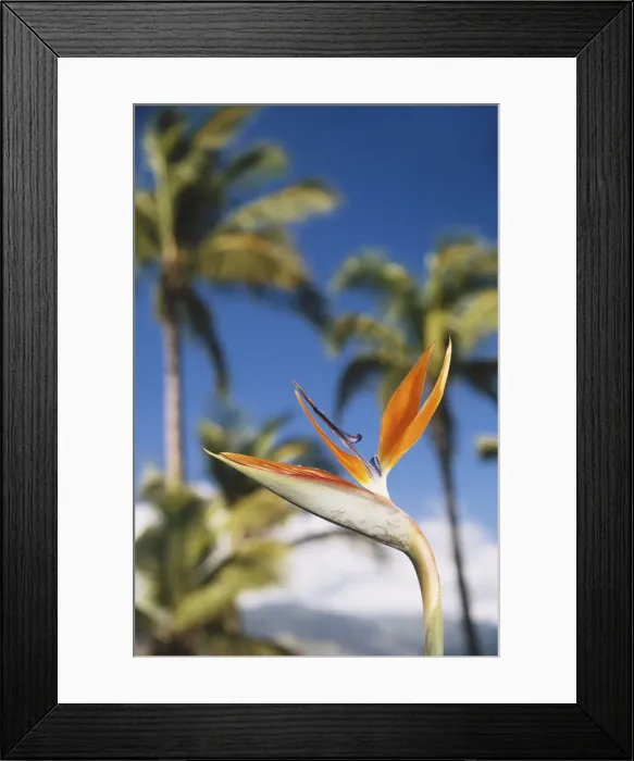Framed Print : Hawaii, Maui, Bird of Paridise & Palm Trees
