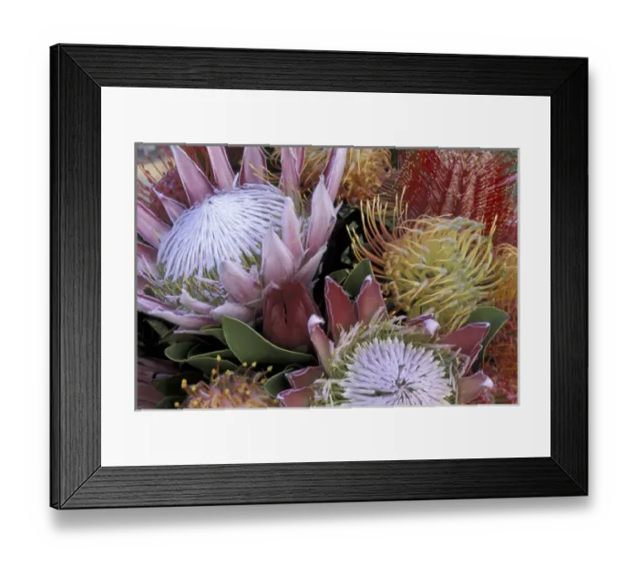 Framed Print : USA, Hawaii, Maui Protea with king protea Framed Print : USA, Hawaii, Maui Protea with king protea