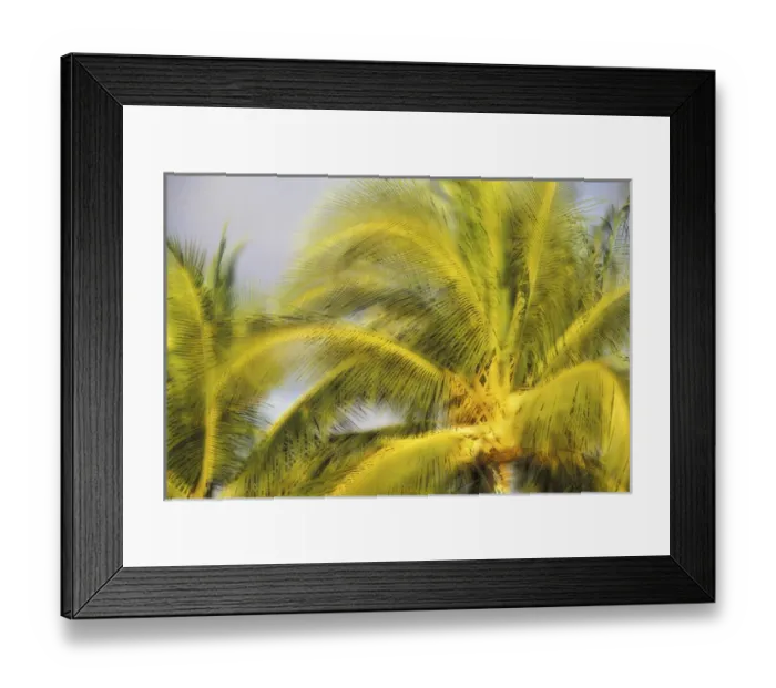 Framed Print : USA, Hawaii, Maui, Kihei Evening light on palms in wind Framed Print : USA, Hawaii, Maui, Kihei Evening light on palms in wind