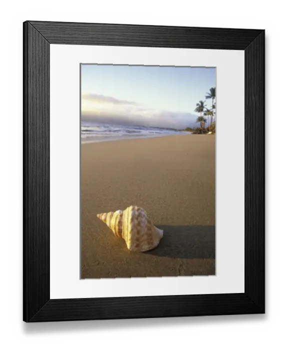 Framed Print : USA, Hawaii, Maui, Kihei Beach Shell on beach, evening light