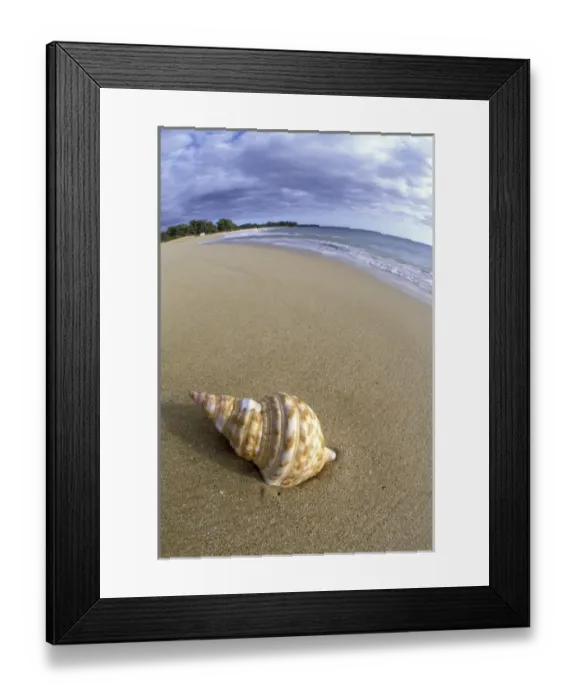 Framed Print : USA, Hawaii, Maui, Makena Beach Shell on beach Framed Print : USA, Hawaii, Maui, Makena Beach Shell on beach