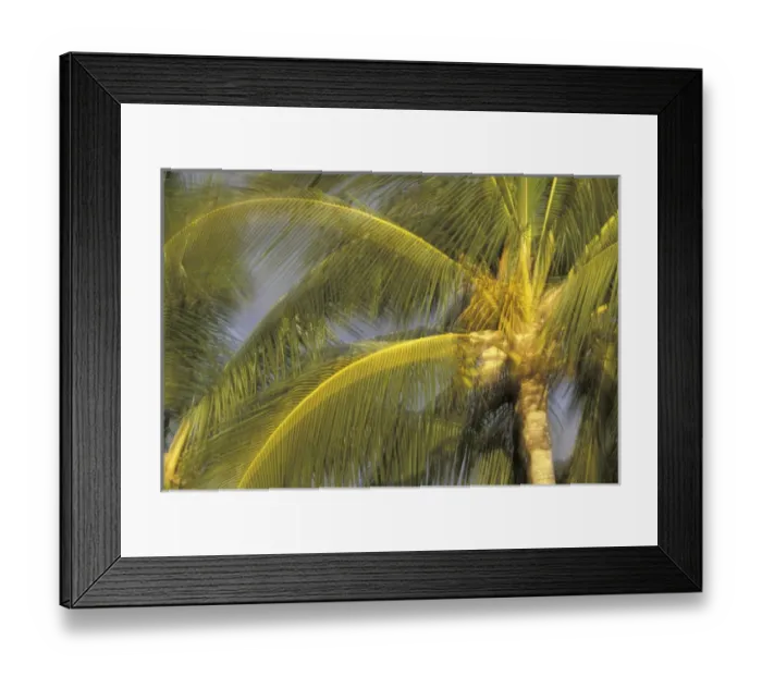 Framed Print : USA, Hawaii, Maui, Kihei Evening light on palms in wind Framed Print : USA, Hawaii, Maui, Kihei Evening light on palms in wind