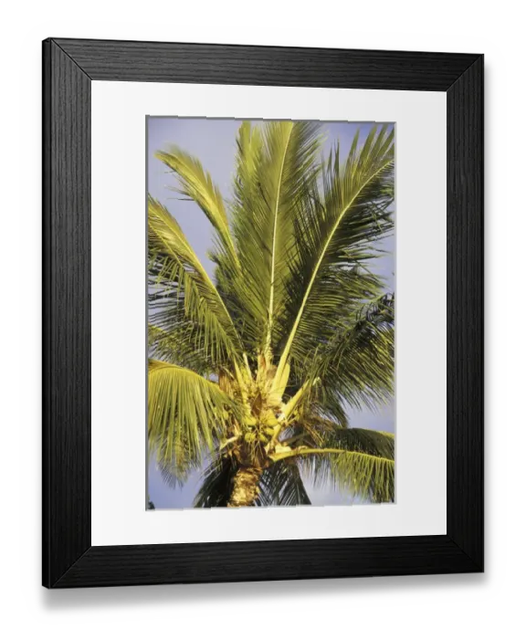 Framed Print : USA, Hawaii, Maui, Kihei Evening light on palms in wind Framed Print : USA, Hawaii, Maui, Kihei Evening light on palms in wind
