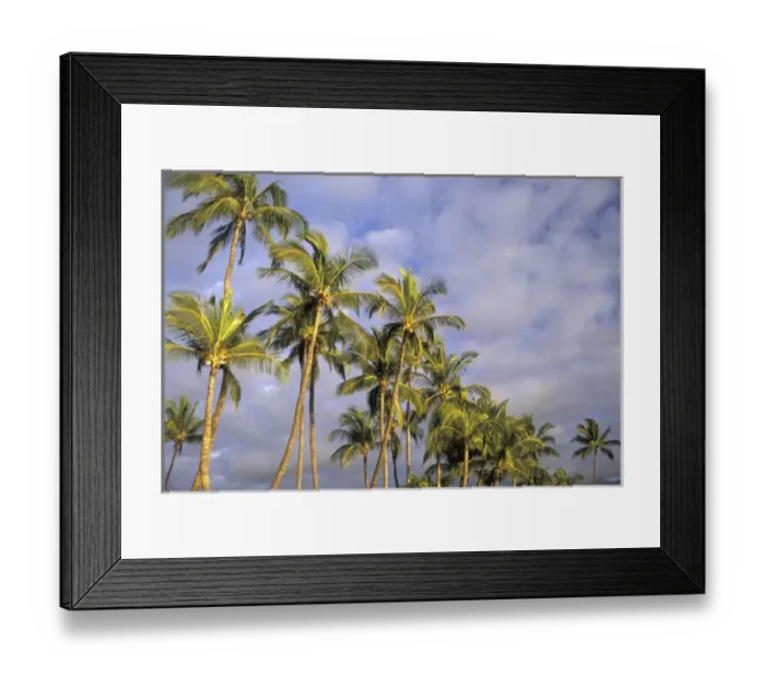 Framed Print : USA, Hawaii, Maui, Kihei Evening light on palms in wind Framed Print : USA, Hawaii, Maui, Kihei Evening light on palms in wind