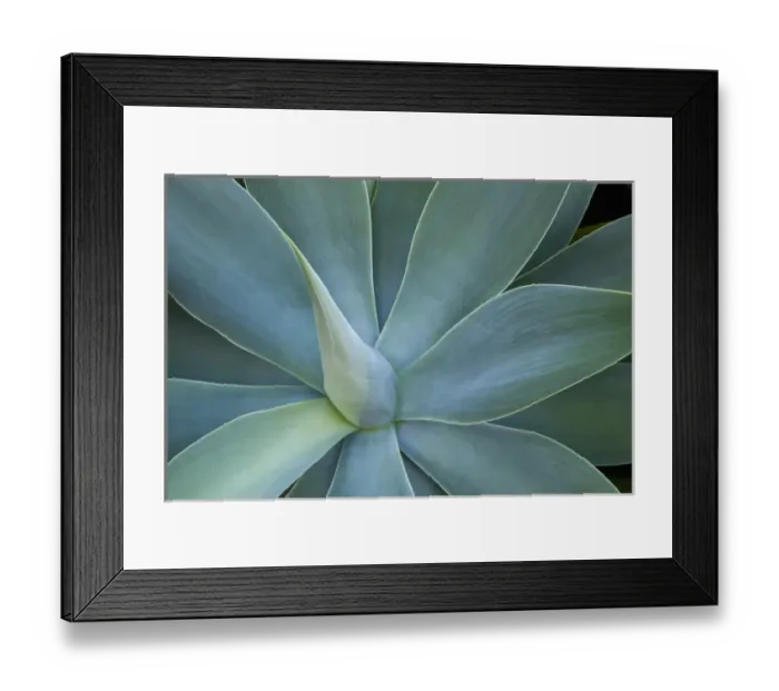 Framed Print : Agave plant design Island of Maui Hawaii Framed Print : Agave plant design Island of Maui Hawaii