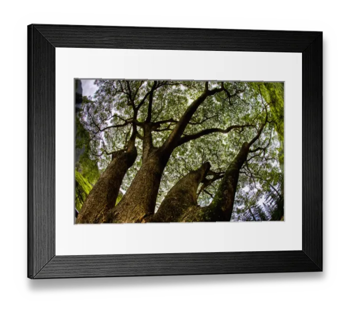 Framed Print : Looking up into tree in IO Valley, Westside Maui Framed Print : Looking up into tree in IO Valley, Westside Maui