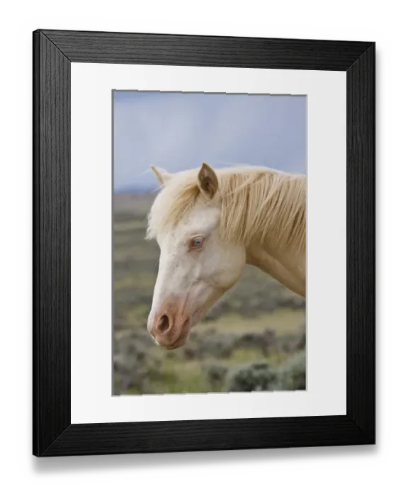 Framed Print : wild horse (Equus caballos) adult in Wyoming, USA, June Framed Print : wild horse (Equus caballos) adult in Wyoming, USA, June