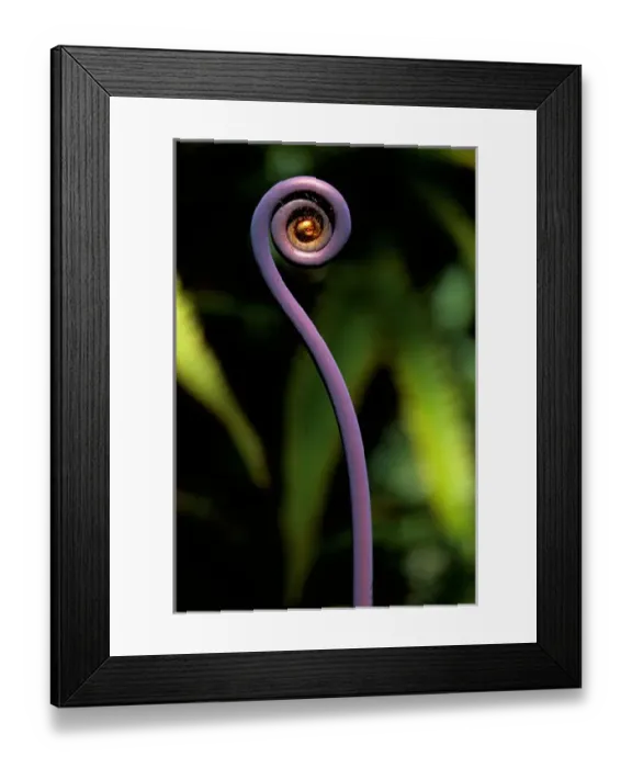 Framed Print : USA, Hawaii, Fern Hawaii Framed Print : USA, Hawaii, Fern Hawaii