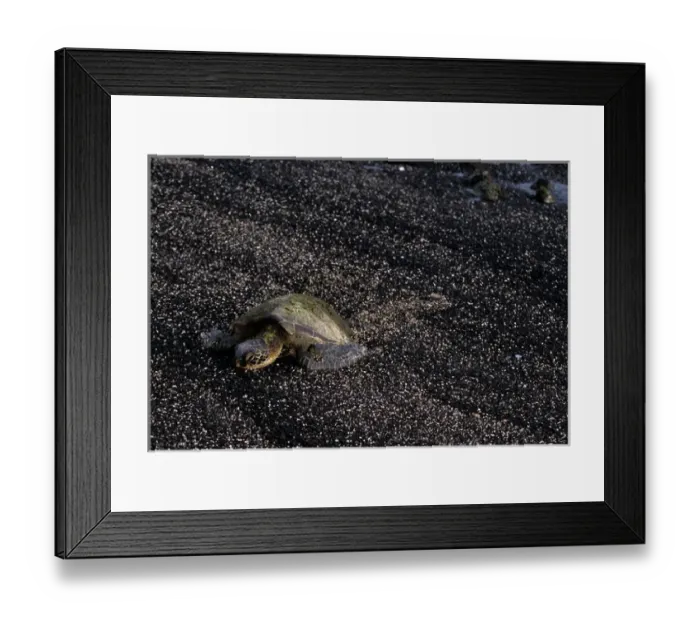 Framed Print : USA, Hawaii, Green Sea Turtle Framed Print : USA, Hawaii, Green Sea Turtle