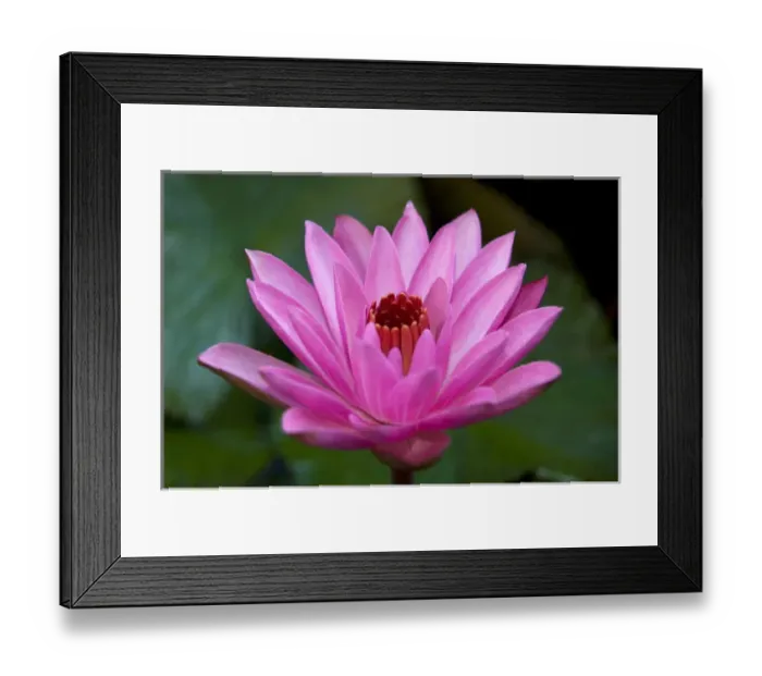 Framed Print : Pink Water Lily Framed Print : Pink Water Lily