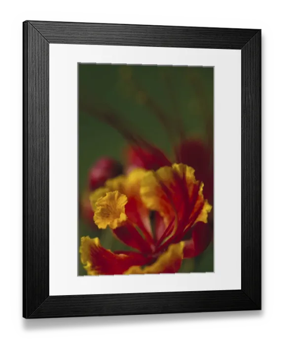 Framed Print : N. A. USA, Maui, Hawaii. Blossom of the Poinciana tree Framed Print : N. A. USA, Maui, Hawaii. Blossom of the Poinciana tree