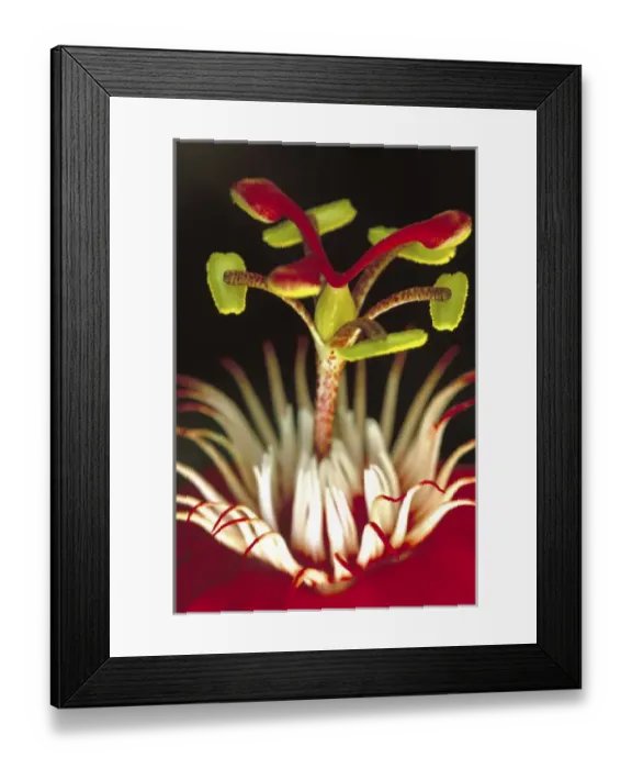 Framed Print : N. A. USA, Maui, Hawaii. Red Passion flower Framed Print : N. A. USA, Maui, Hawaii. Red Passion flower