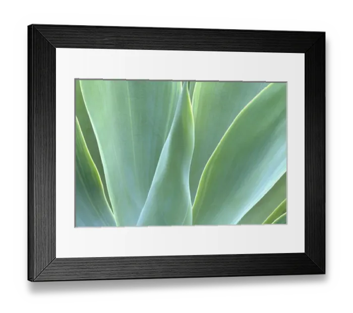 Framed Print : N. A. USA, Maui, Hawaii. Agave plant Framed Print : N. A. USA, Maui, Hawaii. Agave plant