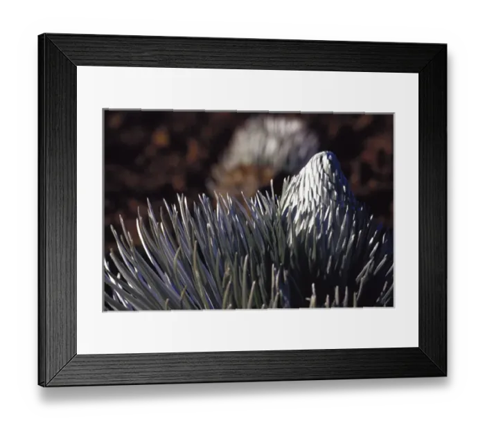 Framed Print : N. A. USA, Maui, Hawaii. Silversword plant in Haleakala National Park Framed Print : N. A. USA, Maui, Hawaii. Silversword plant in Haleakala National Park