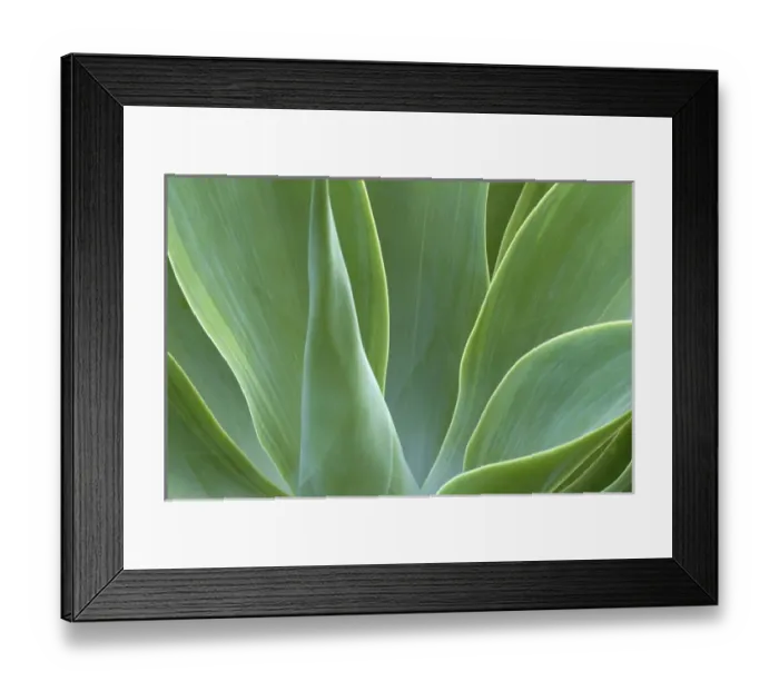 Framed Print : N. A. USA, Maui, Hawaii. Agave plant Framed Print : N. A. USA, Maui, Hawaii. Agave plant