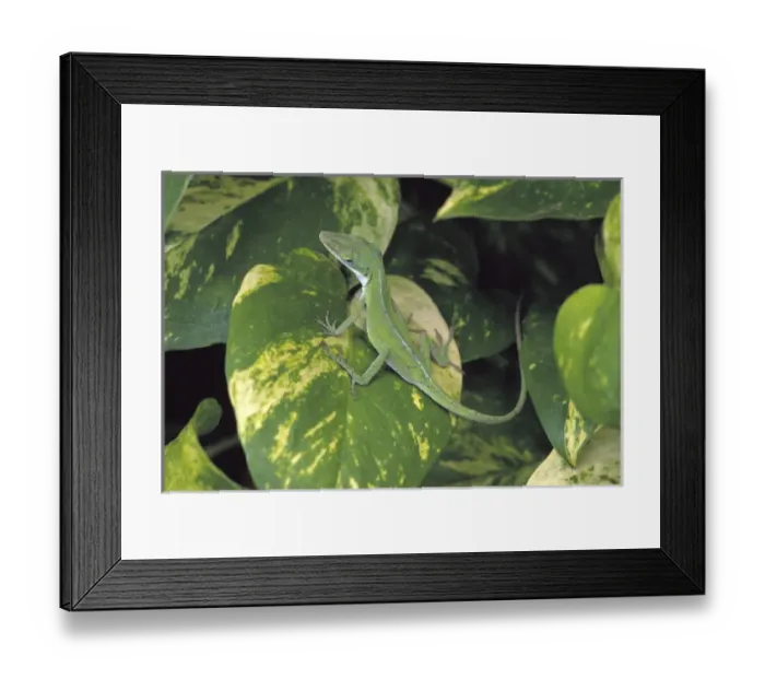Framed Print : N. A. USA, Maui, Hawaii. Lizard on varigated leaf Framed Print : N. A. USA, Maui, Hawaii. Lizard on varigated leaf