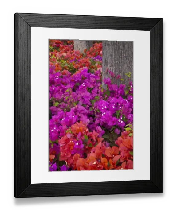 Framed Print : North America, USA, Hawaii, Maui. Colorful Bougainvillea on park grounds in Maui