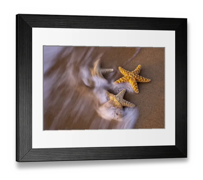Framed Print : North America, USA, Hawaii, Maui. Assortment of sand dollars on a beach in Maui Framed Print : North America, USA, Hawaii, Maui. Assortment of sand dollars on a beach in Maui