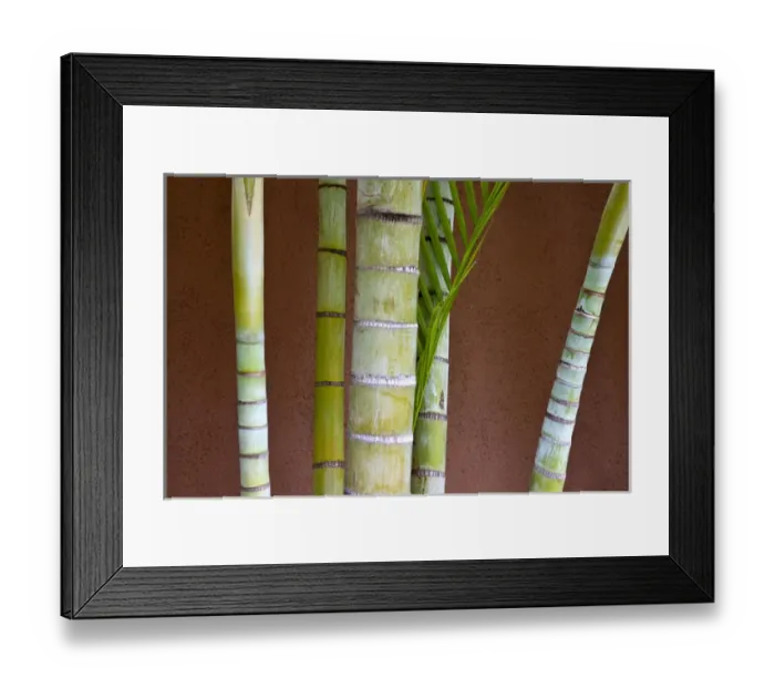 Framed Print : North America, USA, Hawaii, Maui. Bamboo against colorful wall