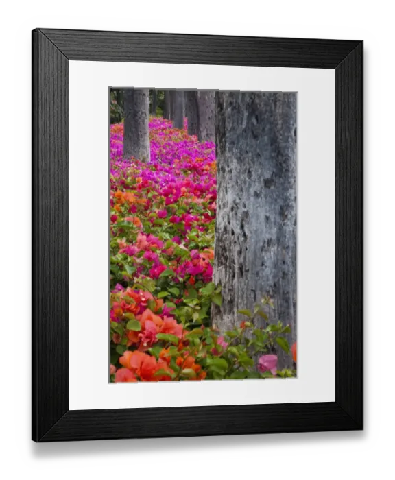 Framed Print : North America, USA, Hawaii, Maui. Colorful Bougainvillea on park grounds in Maui Framed Print : North America, USA, Hawaii, Maui. Colorful Bougainvillea on park grounds in Maui